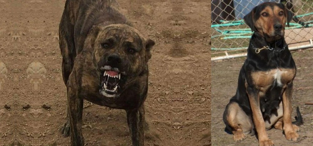 New Zealand Huntaway vs Dogo Sardesco - Breed Comparison
