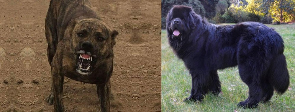 Newfoundland Dog vs Dogo Sardesco - Breed Comparison
