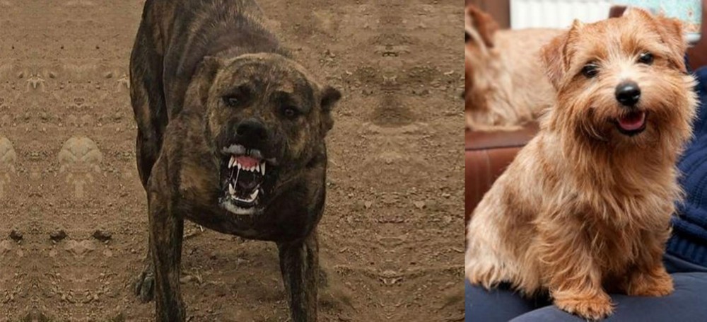 Norfolk Terrier vs Dogo Sardesco - Breed Comparison