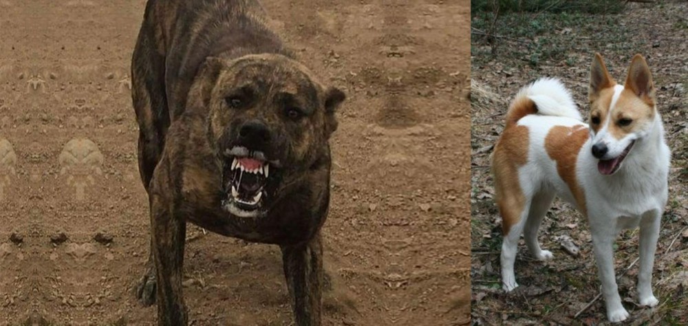 Norrbottenspets vs Dogo Sardesco - Breed Comparison