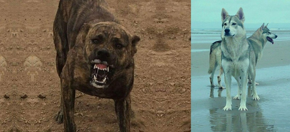 Northern Inuit Dog vs Dogo Sardesco - Breed Comparison