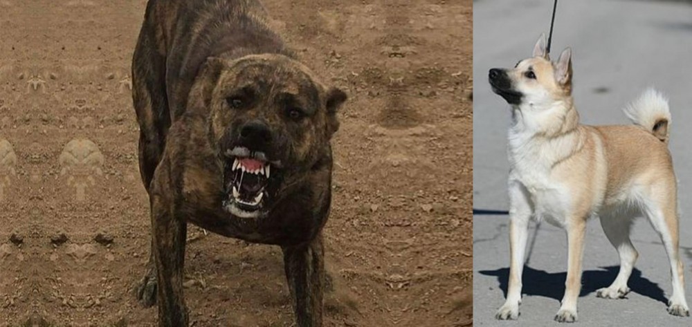 Norwegian Buhund vs Dogo Sardesco - Breed Comparison
