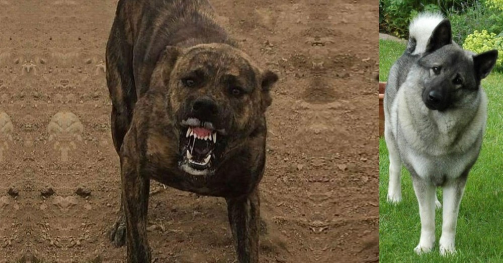 Norwegian Elkhound vs Dogo Sardesco - Breed Comparison