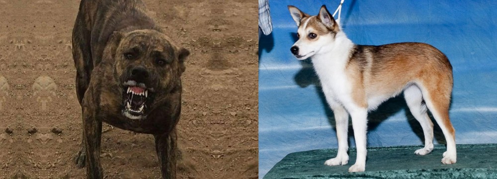 Norwegian Lundehund vs Dogo Sardesco - Breed Comparison
