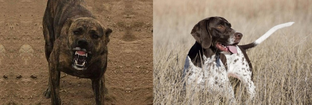 Old Danish Pointer vs Dogo Sardesco - Breed Comparison