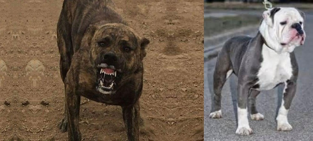 Old English Bulldog vs Dogo Sardesco - Breed Comparison
