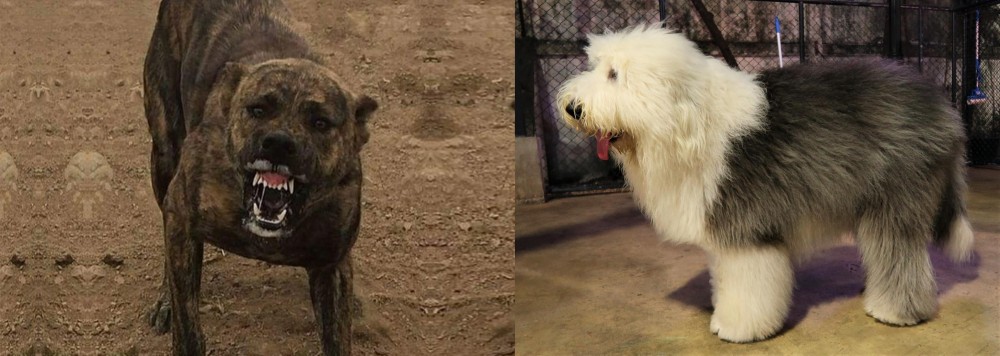 Old English Sheepdog vs Dogo Sardesco - Breed Comparison