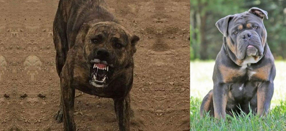 Olde English Bulldogge vs Dogo Sardesco - Breed Comparison