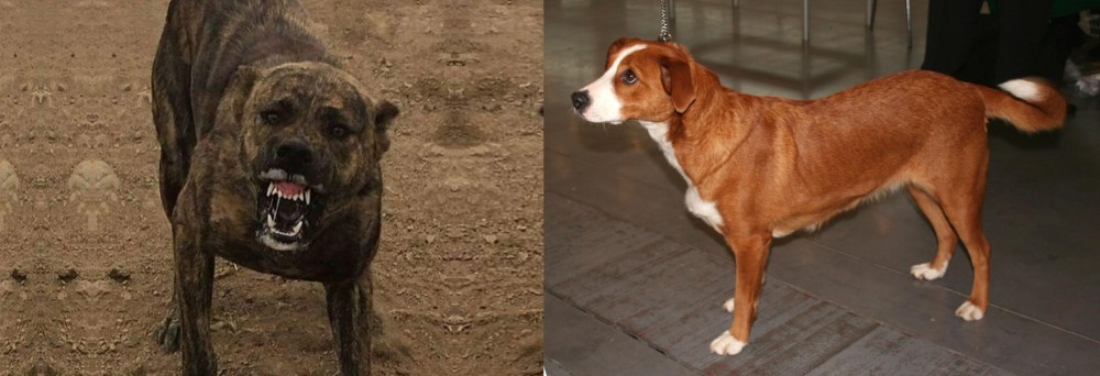 Osterreichischer Kurzhaariger Pinscher vs Dogo Sardesco - Breed Comparison