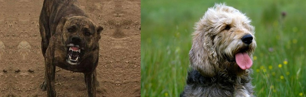 Otterhound vs Dogo Sardesco - Breed Comparison