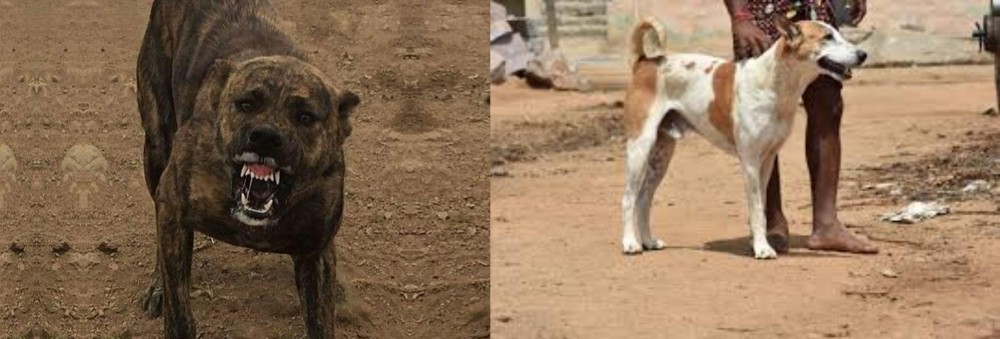 Pandikona vs Dogo Sardesco - Breed Comparison