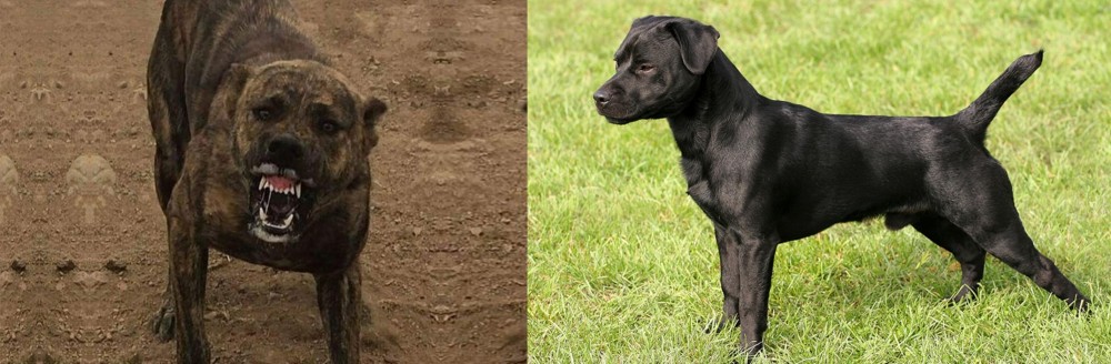 Patterdale Terrier vs Dogo Sardesco - Breed Comparison