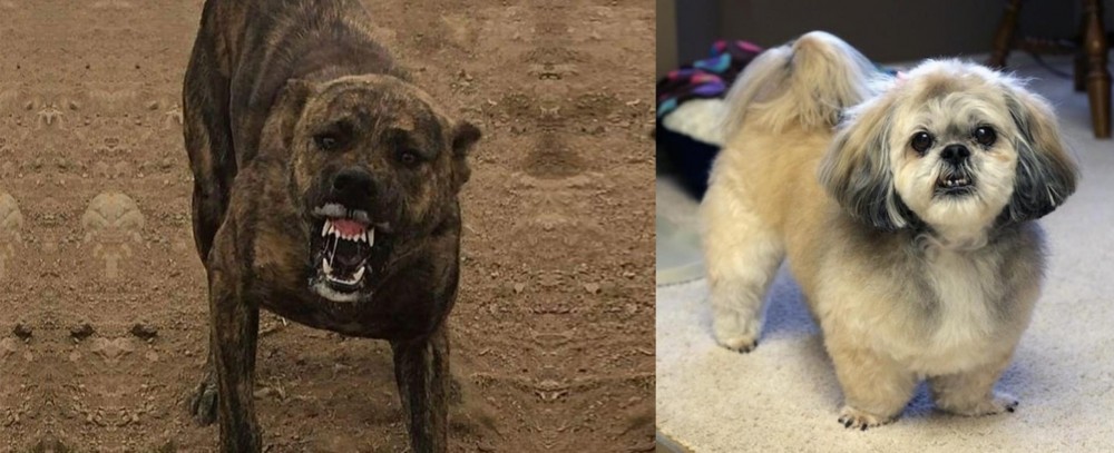 PekePoo vs Dogo Sardesco - Breed Comparison