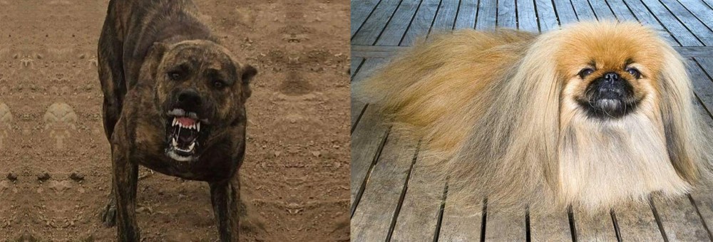 Pekingese vs Dogo Sardesco - Breed Comparison