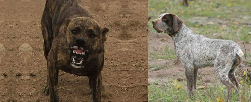 Perdiguero de Burgos vs Dogo Sardesco - Breed Comparison