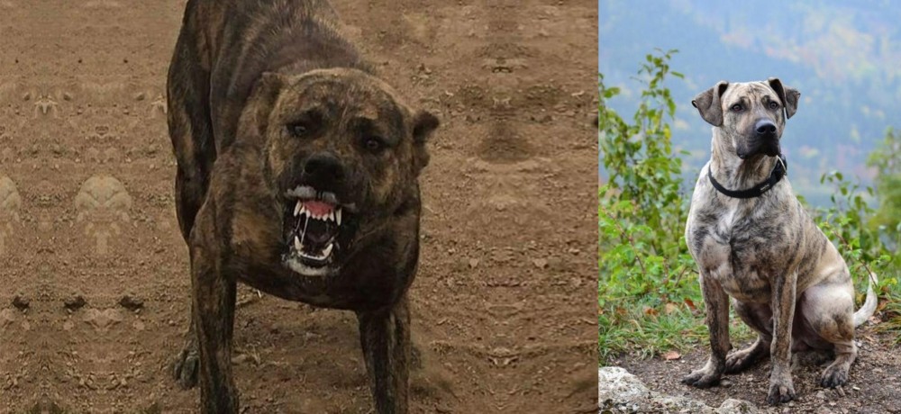 Perro Cimarron vs Dogo Sardesco - Breed Comparison