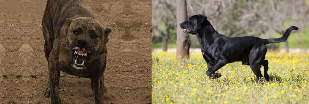 Perro de Pastor Mallorquin vs Dogo Sardesco - Breed Comparison
