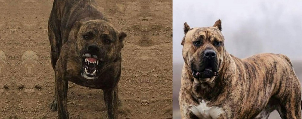 Perro de Presa Canario vs Dogo Sardesco - Breed Comparison