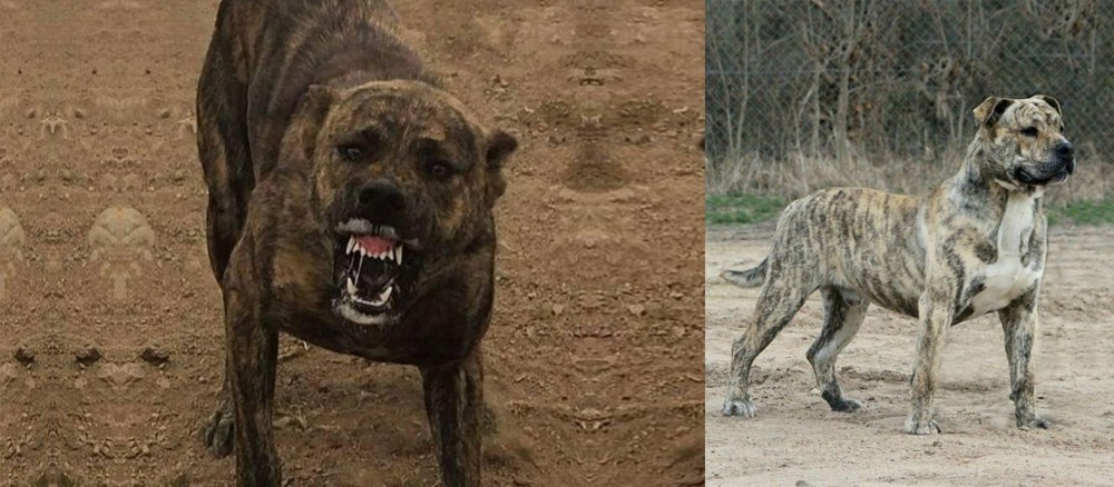 Perro de Presa Mallorquin vs Dogo Sardesco - Breed Comparison