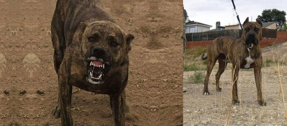 Perro de Toro vs Dogo Sardesco - Breed Comparison
