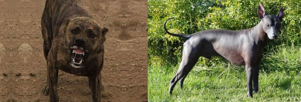 Peruvian Hairless vs Dogo Sardesco - Breed Comparison
