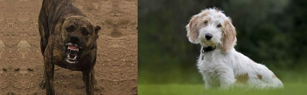 Petit Basset Griffon Vendeen vs Dogo Sardesco - Breed Comparison