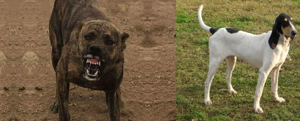 Petit Gascon Saintongeois vs Dogo Sardesco - Breed Comparison