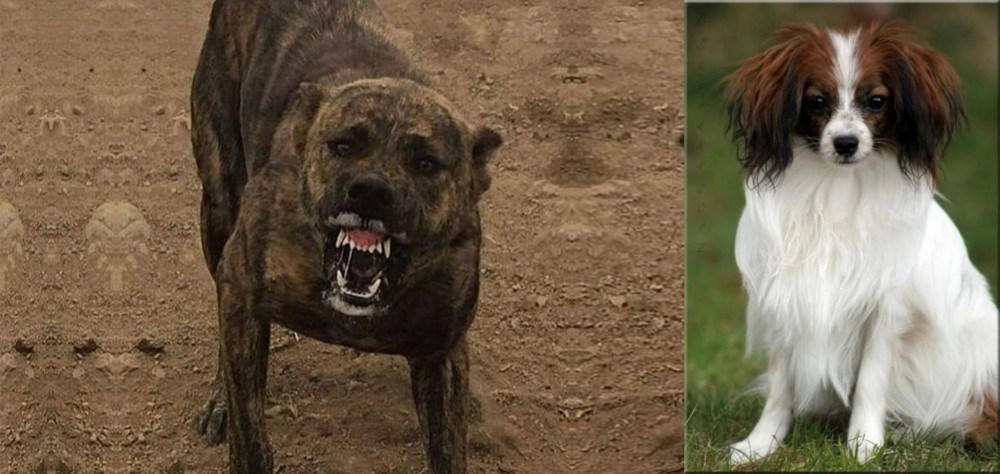 Phalene vs Dogo Sardesco - Breed Comparison