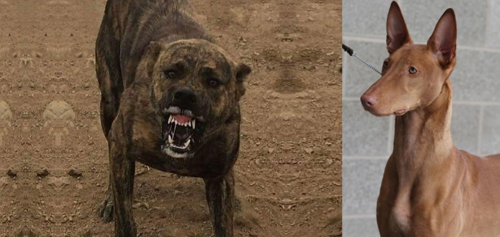 Pharaoh Hound vs Dogo Sardesco - Breed Comparison
