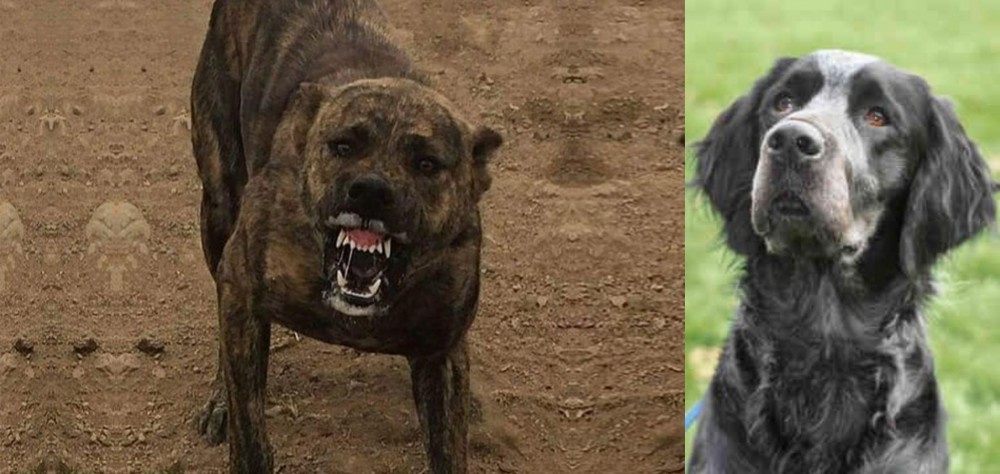 Picardy Spaniel vs Dogo Sardesco - Breed Comparison