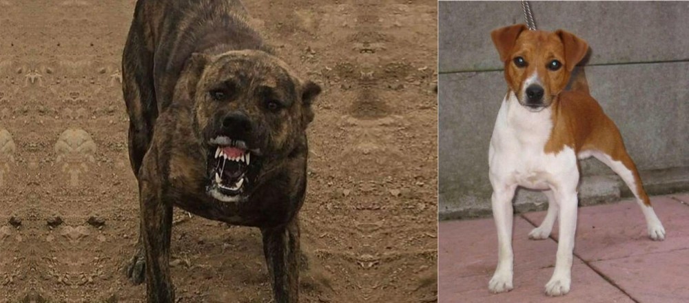 Plummer Terrier vs Dogo Sardesco - Breed Comparison