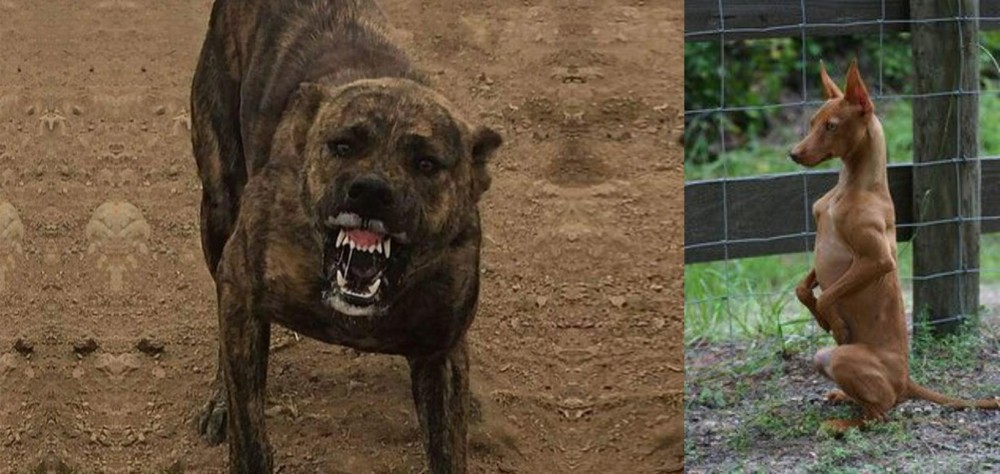 Podenco Andaluz vs Dogo Sardesco - Breed Comparison