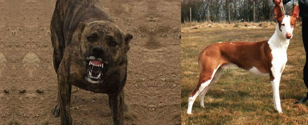 Podenco Canario vs Dogo Sardesco - Breed Comparison