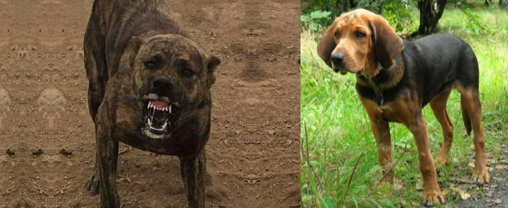 Polish Hound vs Dogo Sardesco - Breed Comparison