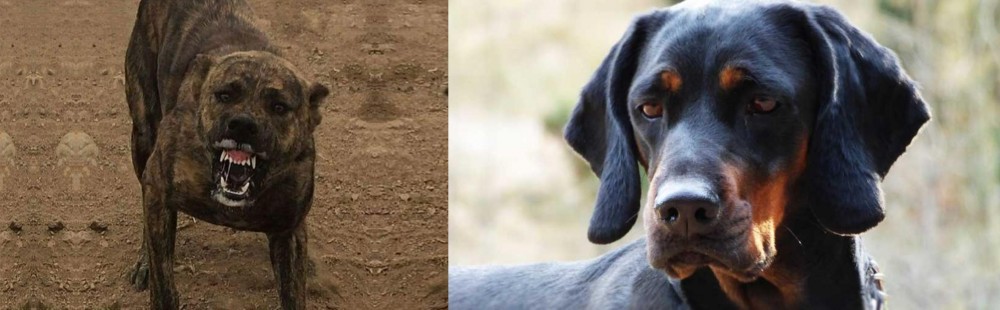 Polish Hunting Dog vs Dogo Sardesco - Breed Comparison