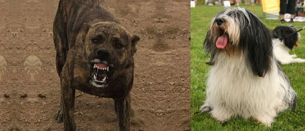 Polish Lowland Sheepdog vs Dogo Sardesco - Breed Comparison