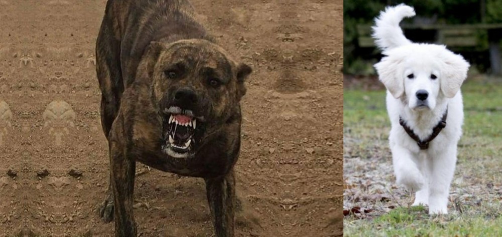 Polish Tatra Sheepdog vs Dogo Sardesco - Breed Comparison