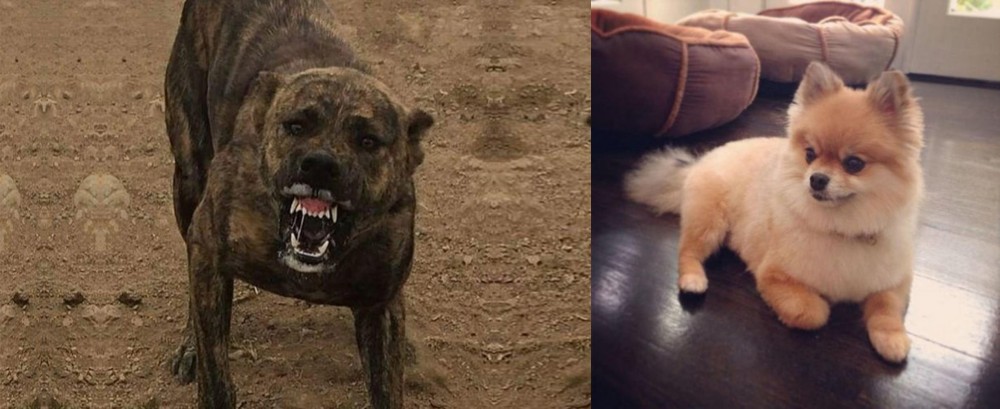Pomeranian vs Dogo Sardesco - Breed Comparison
