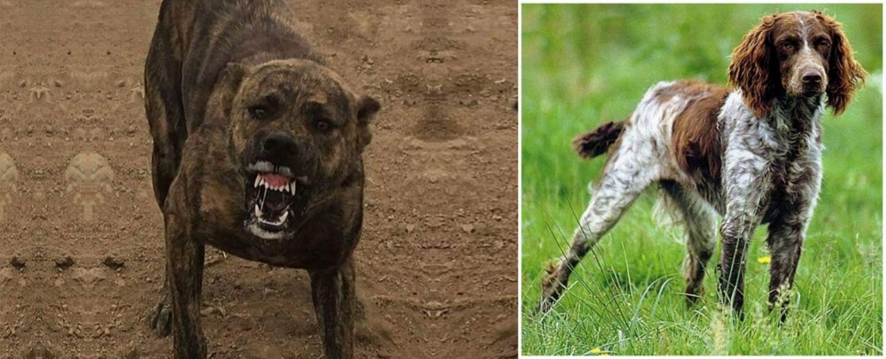 Pont-Audemer Spaniel vs Dogo Sardesco - Breed Comparison