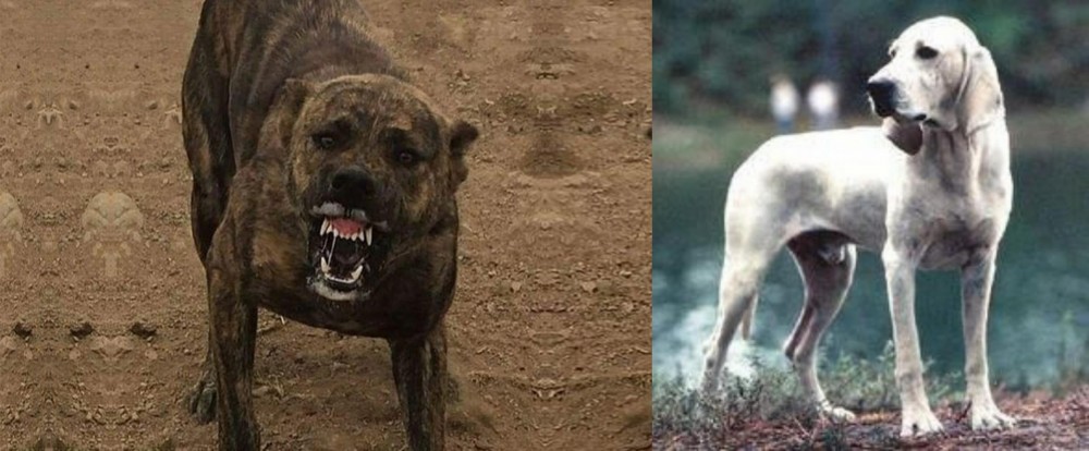 Porcelaine vs Dogo Sardesco - Breed Comparison