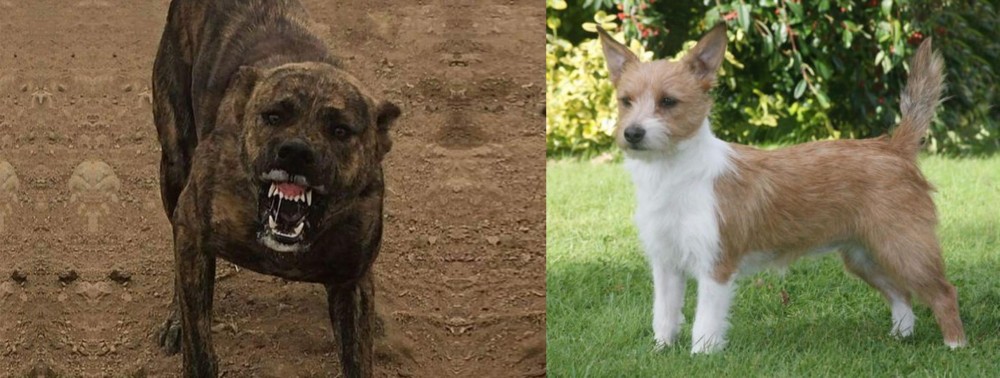Portuguese Podengo vs Dogo Sardesco - Breed Comparison