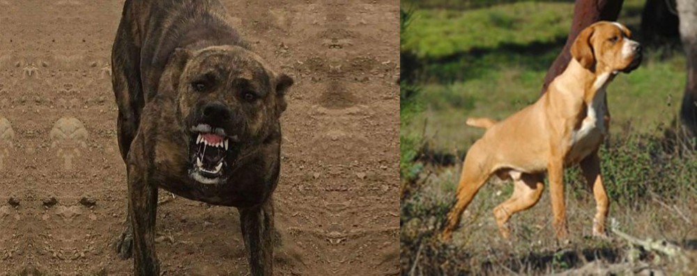 Portuguese Pointer vs Dogo Sardesco - Breed Comparison