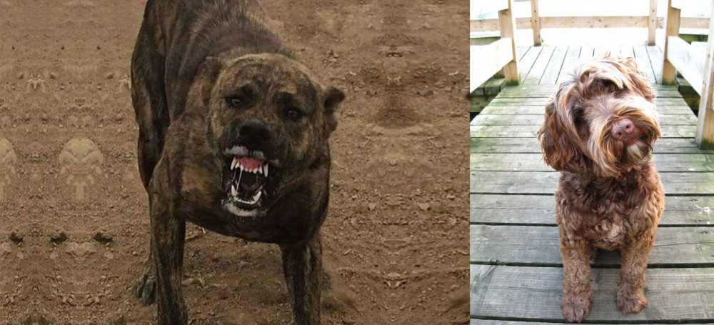 Portuguese Water Dog vs Dogo Sardesco - Breed Comparison