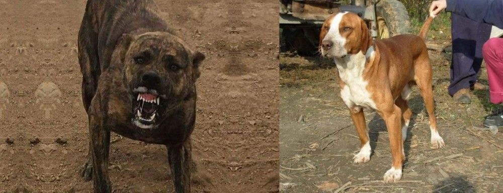 Posavac Hound vs Dogo Sardesco - Breed Comparison