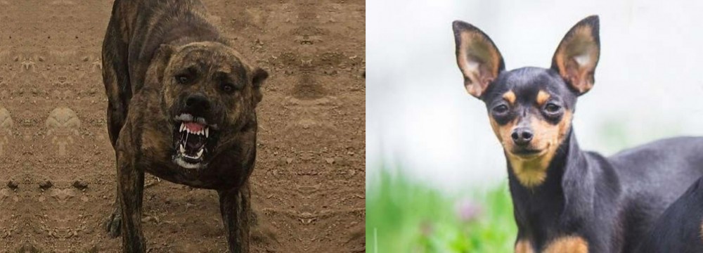 Prazsky Krysarik vs Dogo Sardesco - Breed Comparison