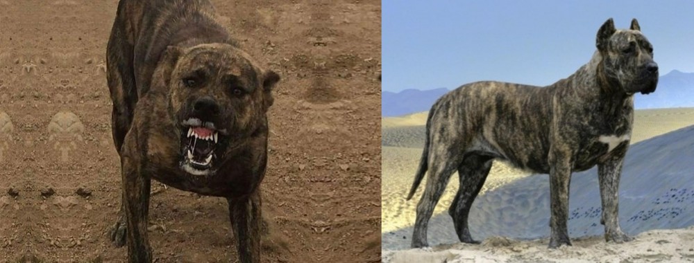 Presa Canario vs Dogo Sardesco - Breed Comparison