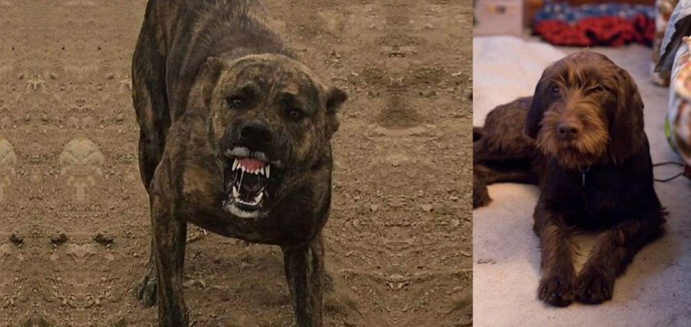 Pudelpointer vs Dogo Sardesco - Breed Comparison