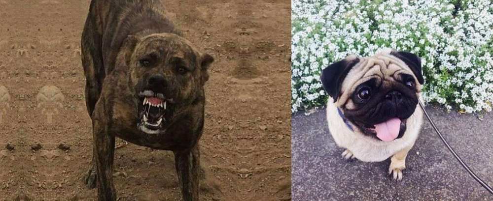 Pug vs Dogo Sardesco - Breed Comparison