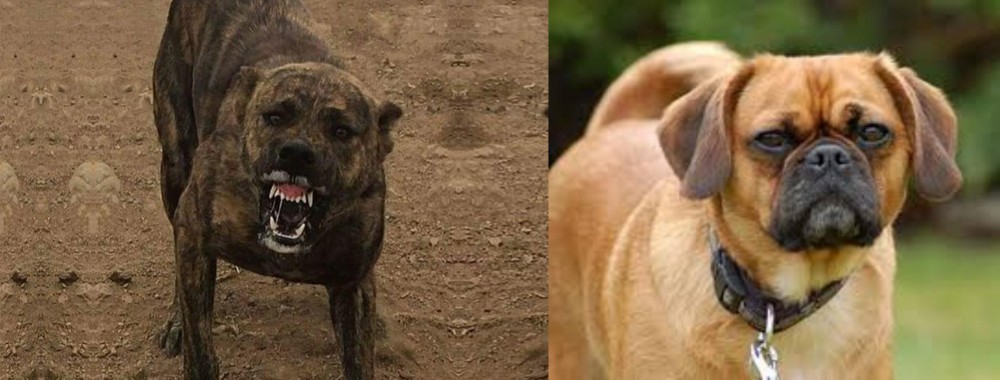 Pugalier vs Dogo Sardesco - Breed Comparison