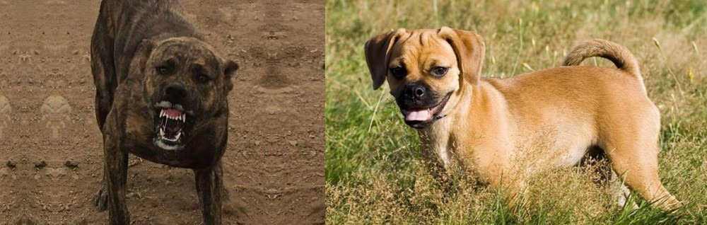 Puggle vs Dogo Sardesco - Breed Comparison